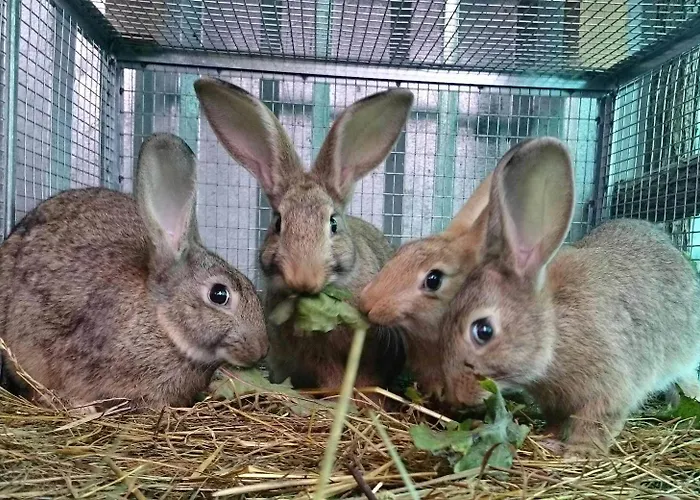 Fattoria Ortoalpino * Trichiana
